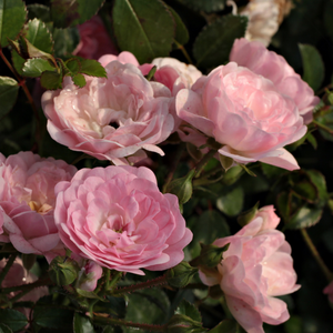The Fairy - pink - ground cover rose